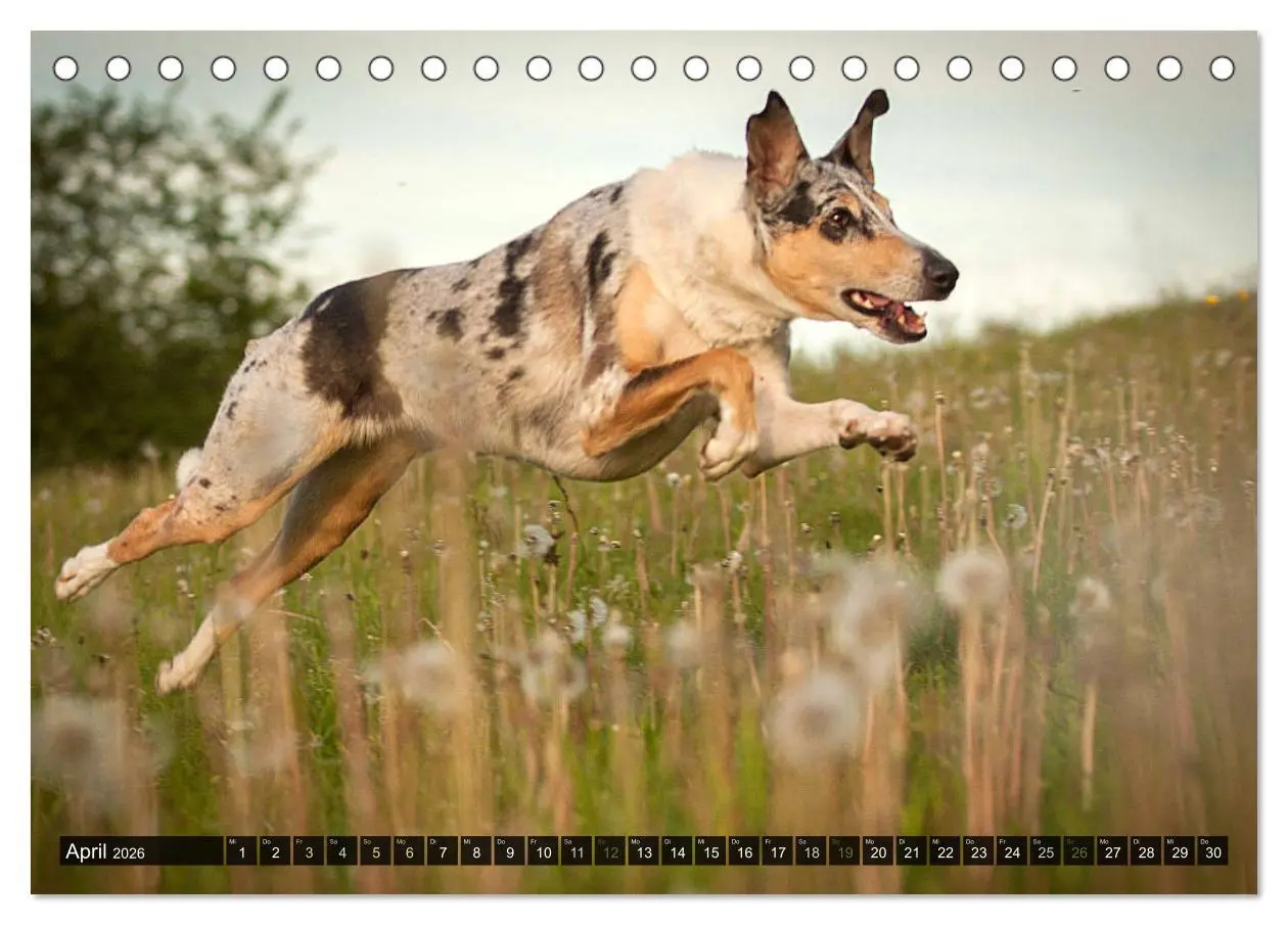 Bild: 9783516036015 | Smooth Collies (Tischkalender 2026 DIN A5 quer), CALVENDO...