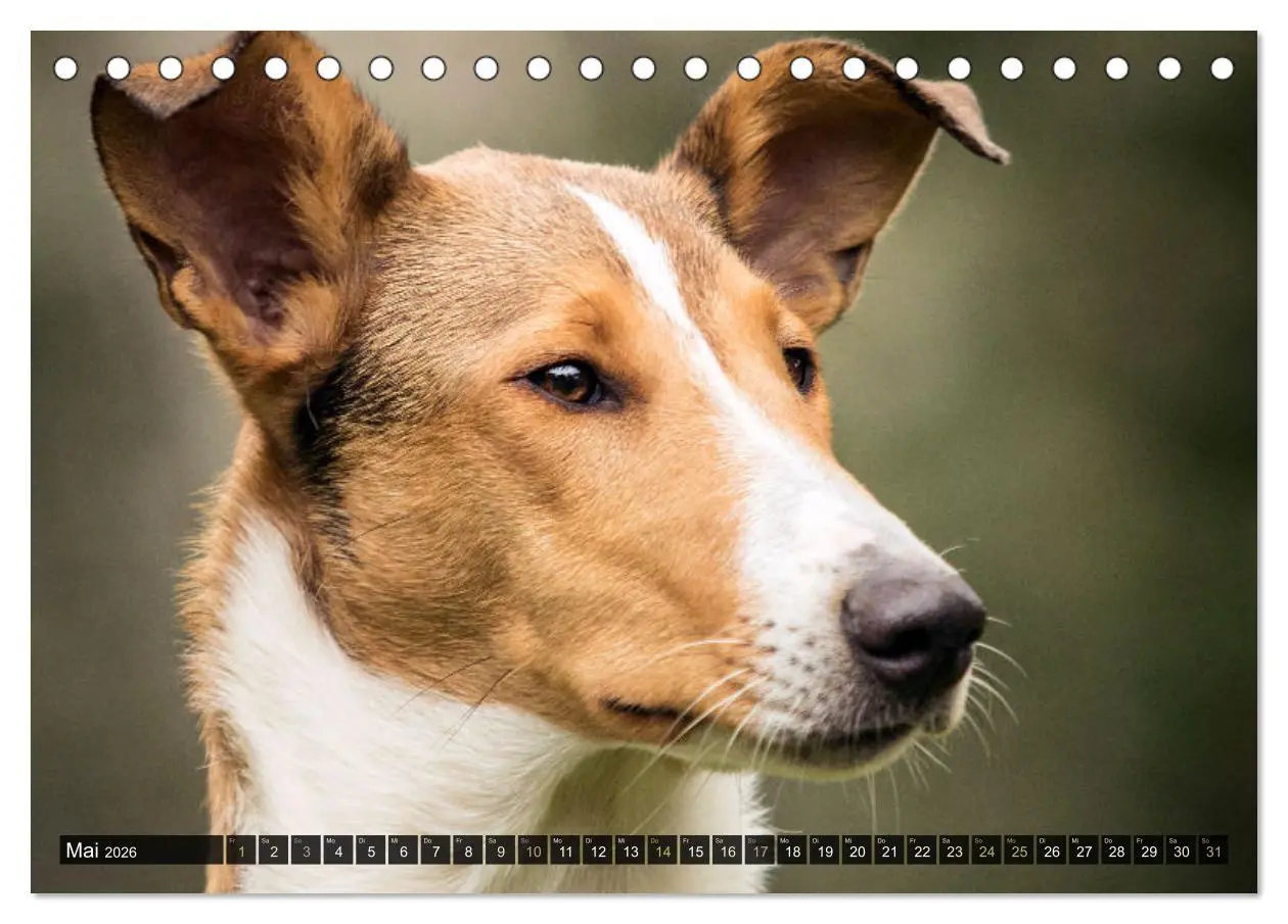 Bild: 9783516036015 | Smooth Collies (Tischkalender 2026 DIN A5 quer), CALVENDO...