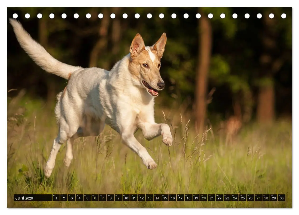 Bild: 9783516036015 | Smooth Collies (Tischkalender 2026 DIN A5 quer), CALVENDO...