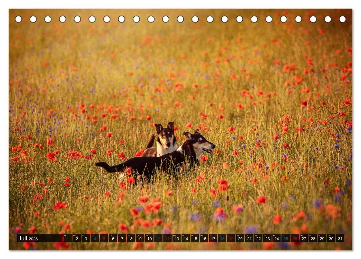 Bild: 9783516036015 | Smooth Collies (Tischkalender 2026 DIN A5 quer), CALVENDO...