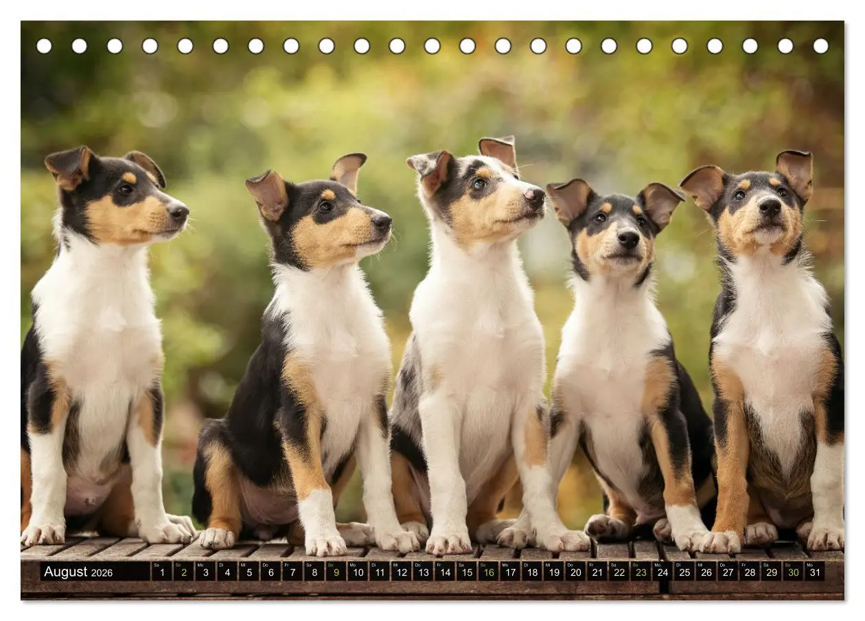 Bild: 9783516036015 | Smooth Collies (Tischkalender 2026 DIN A5 quer), CALVENDO...