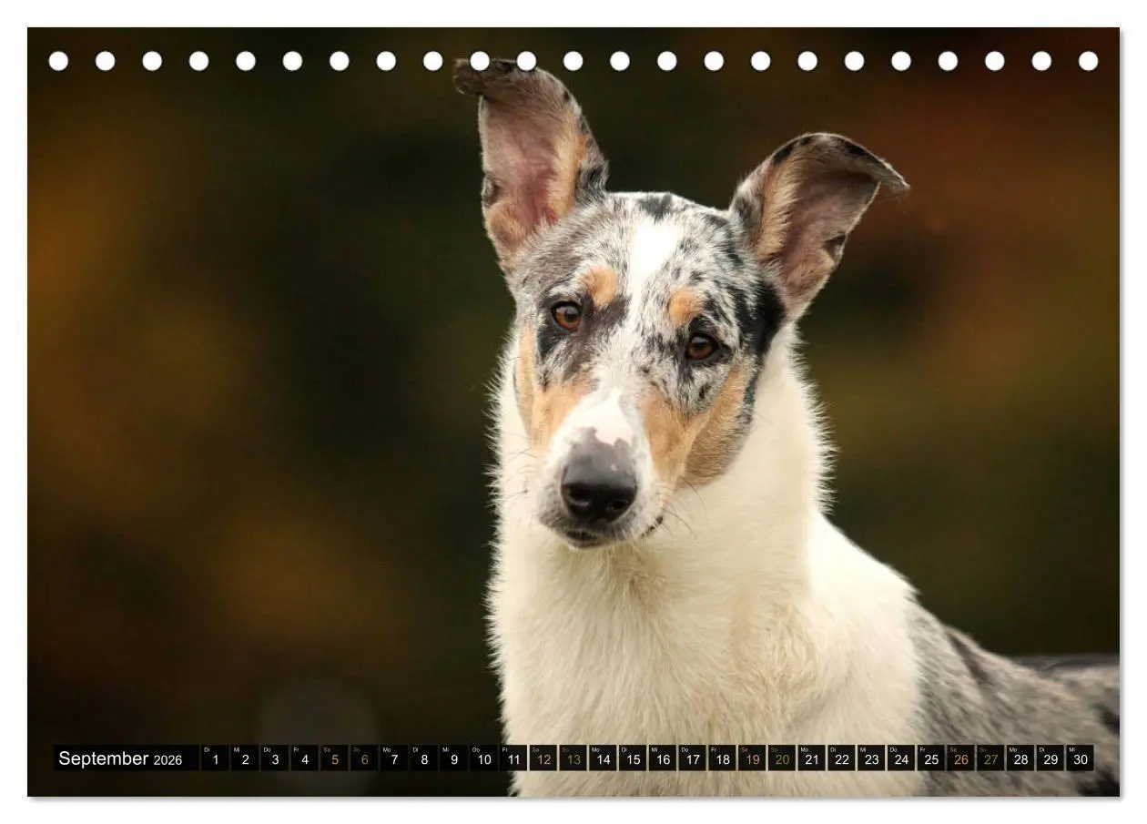 Bild: 9783516036015 | Smooth Collies (Tischkalender 2026 DIN A5 quer), CALVENDO...