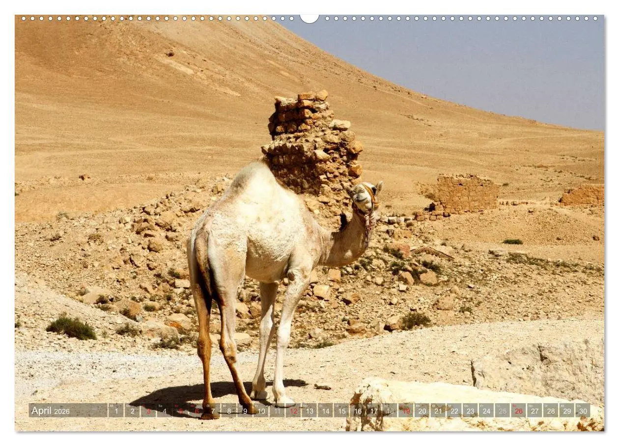 Bild: 9783516026115 | Palmyra - Historisches Syrien (Wandkalender 2026 DIN A2 quer),...