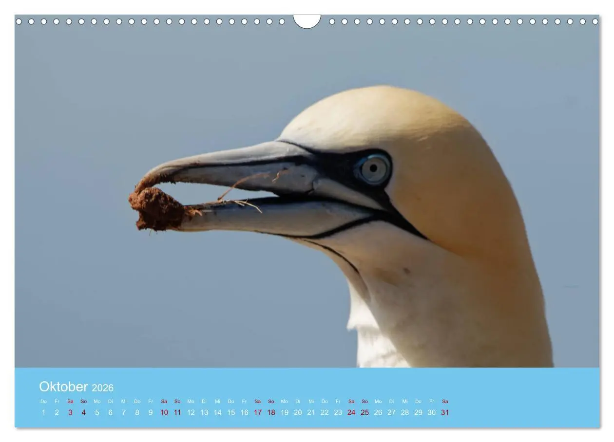 Bild: 9783457546215 | Basstölpel auf Helgoland - von Ostfriesenfotografie (Wandkalender...