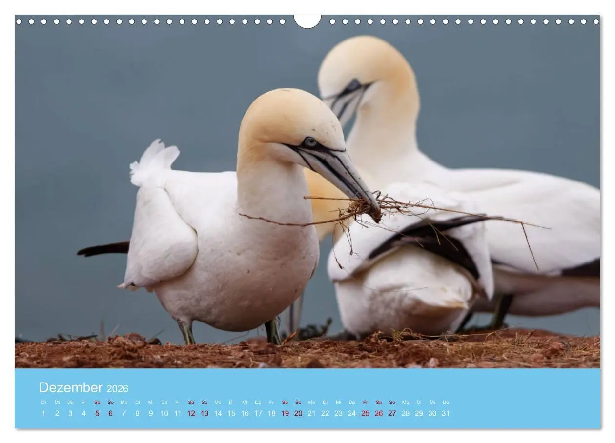 Bild: 9783457546215 | Basstölpel auf Helgoland - von Ostfriesenfotografie (Wandkalender...
