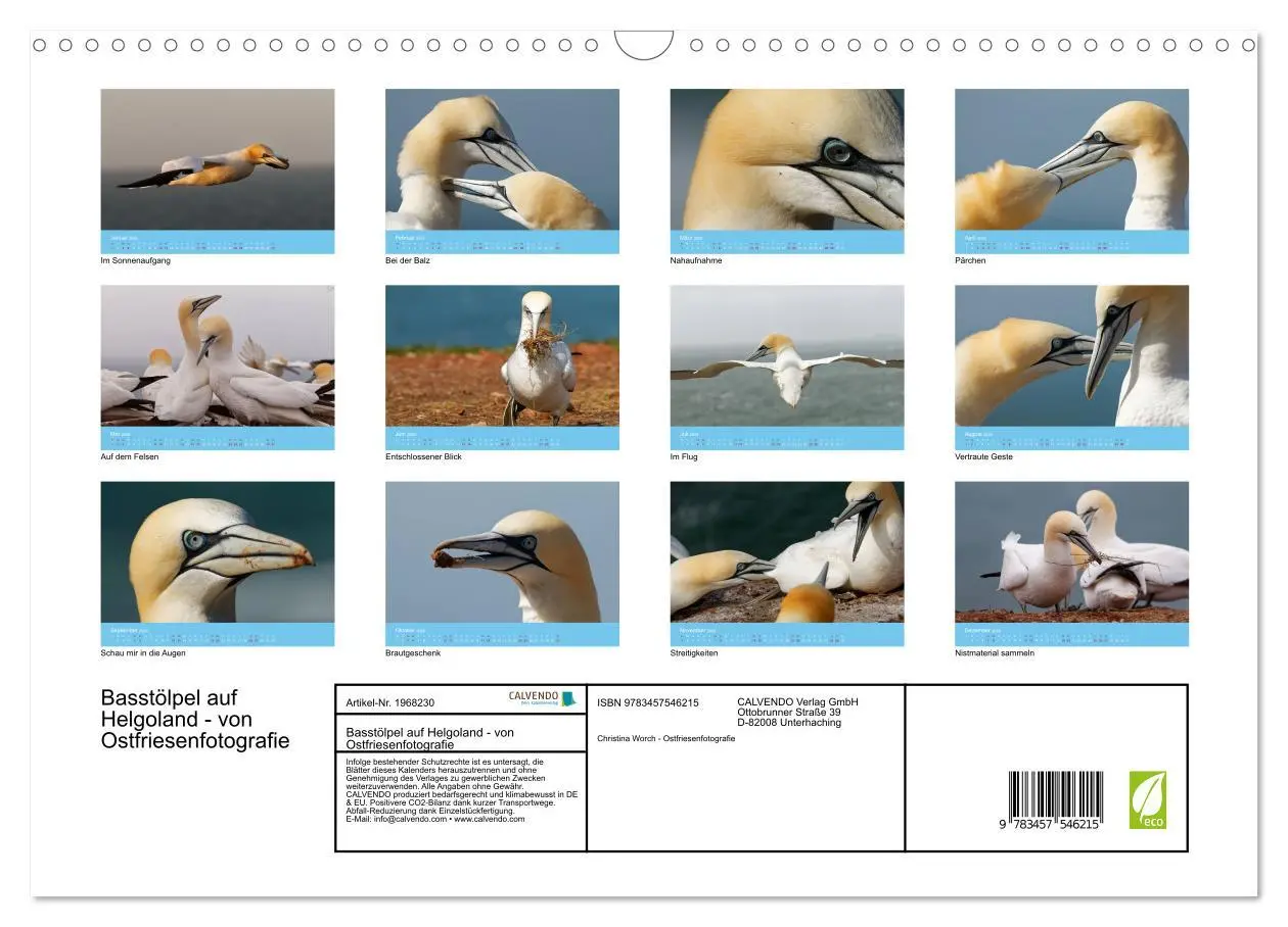 Bild: 9783457546215 | Basstölpel auf Helgoland - von Ostfriesenfotografie (Wandkalender...