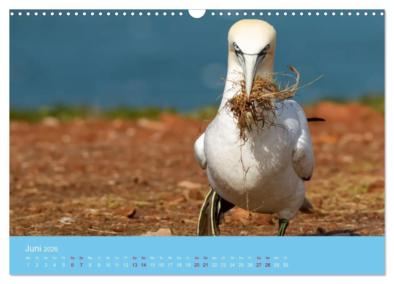 Bild: 9783457546215 | Basstölpel auf Helgoland - von Ostfriesenfotografie (Wandkalender...