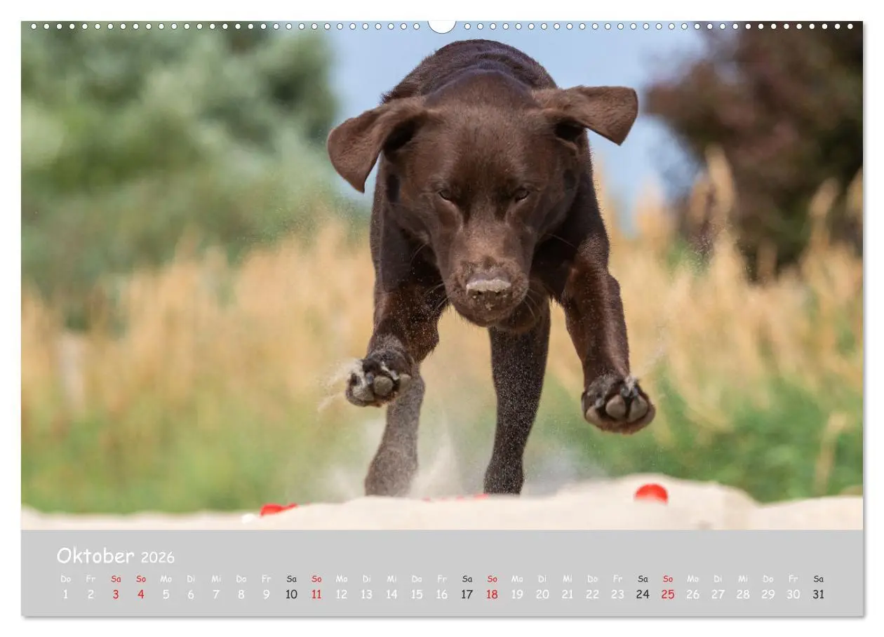Bild: 9783457996515 | Liebenswerter Labrador 2026 (hochwertiger Premium Wandkalender 2026...