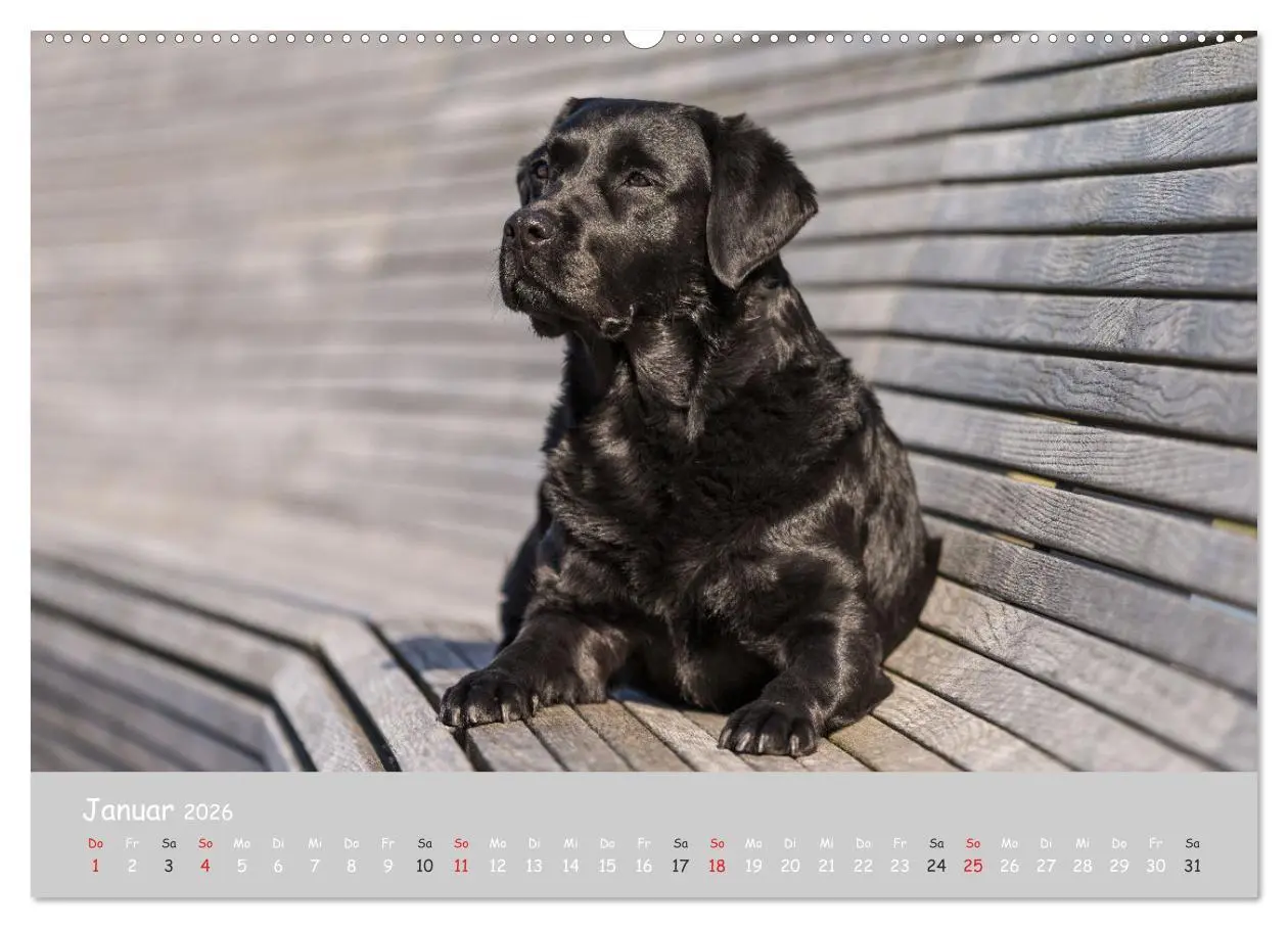 Bild: 9783457996515 | Liebenswerter Labrador 2026 (hochwertiger Premium Wandkalender 2026...