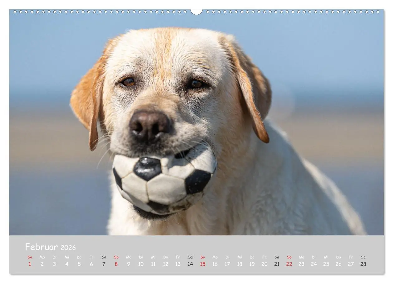 Bild: 9783457996515 | Liebenswerter Labrador 2026 (hochwertiger Premium Wandkalender 2026...