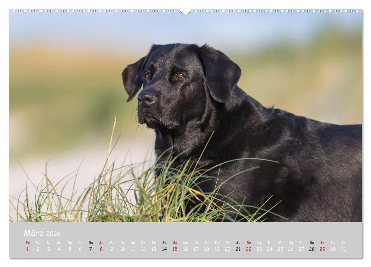 Bild: 9783457996515 | Liebenswerter Labrador 2026 (hochwertiger Premium Wandkalender 2026...