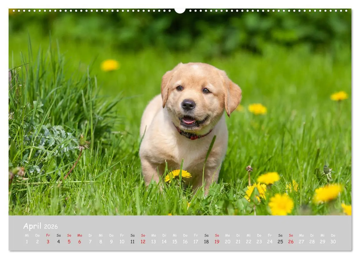 Bild: 9783457996515 | Liebenswerter Labrador 2026 (hochwertiger Premium Wandkalender 2026...