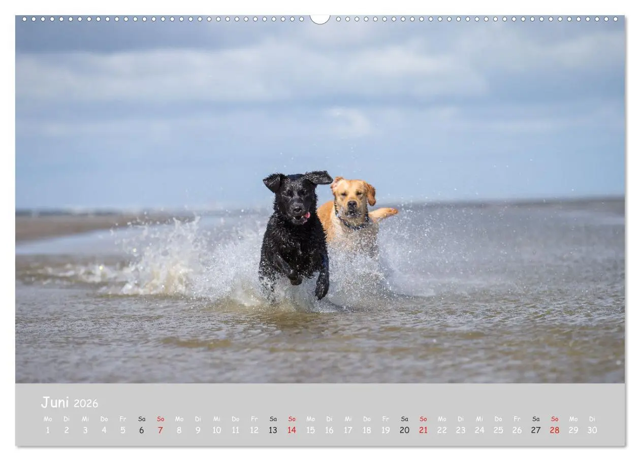 Bild: 9783457996515 | Liebenswerter Labrador 2026 (hochwertiger Premium Wandkalender 2026...