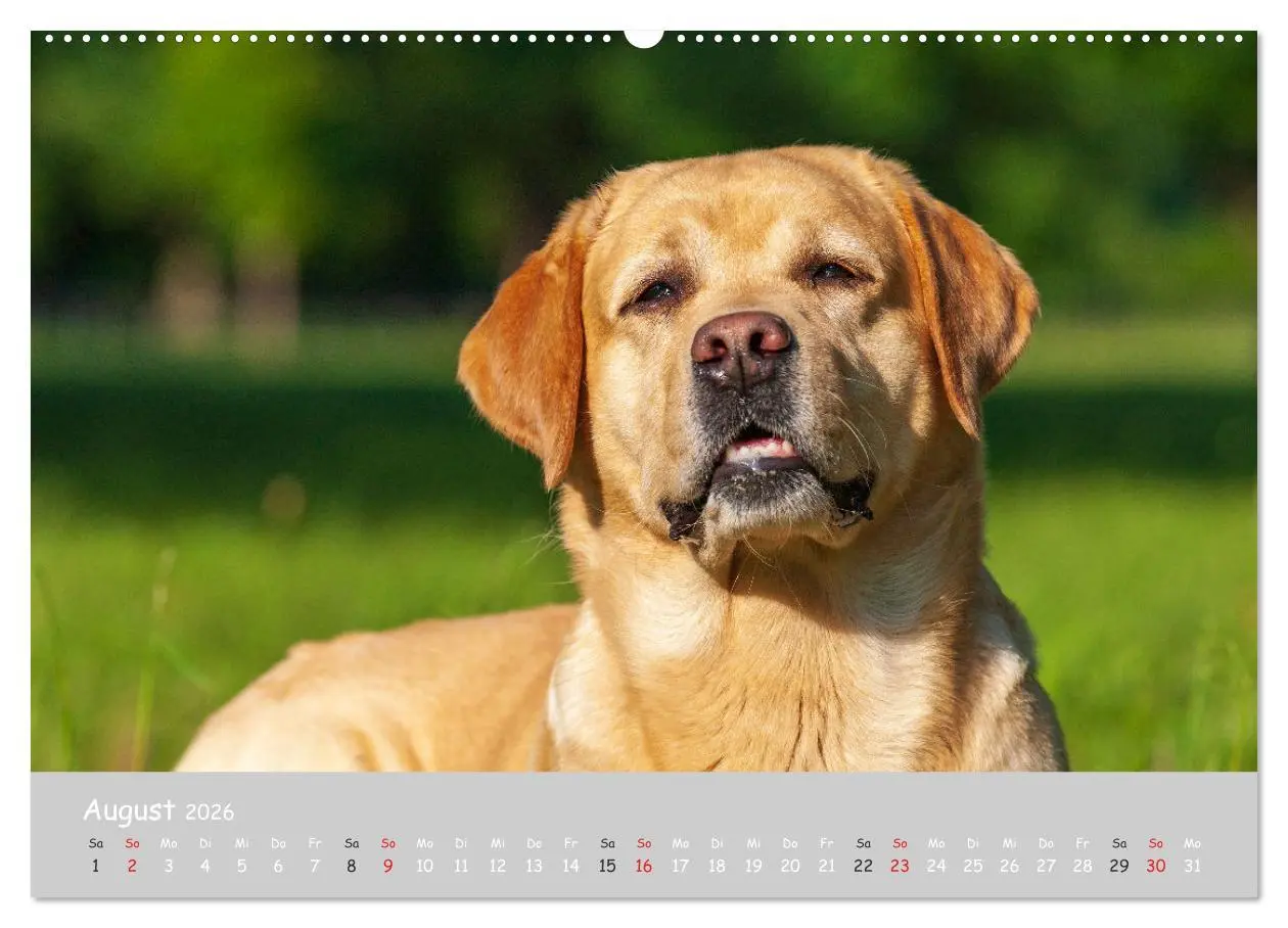 Bild: 9783457996515 | Liebenswerter Labrador 2026 (hochwertiger Premium Wandkalender 2026...