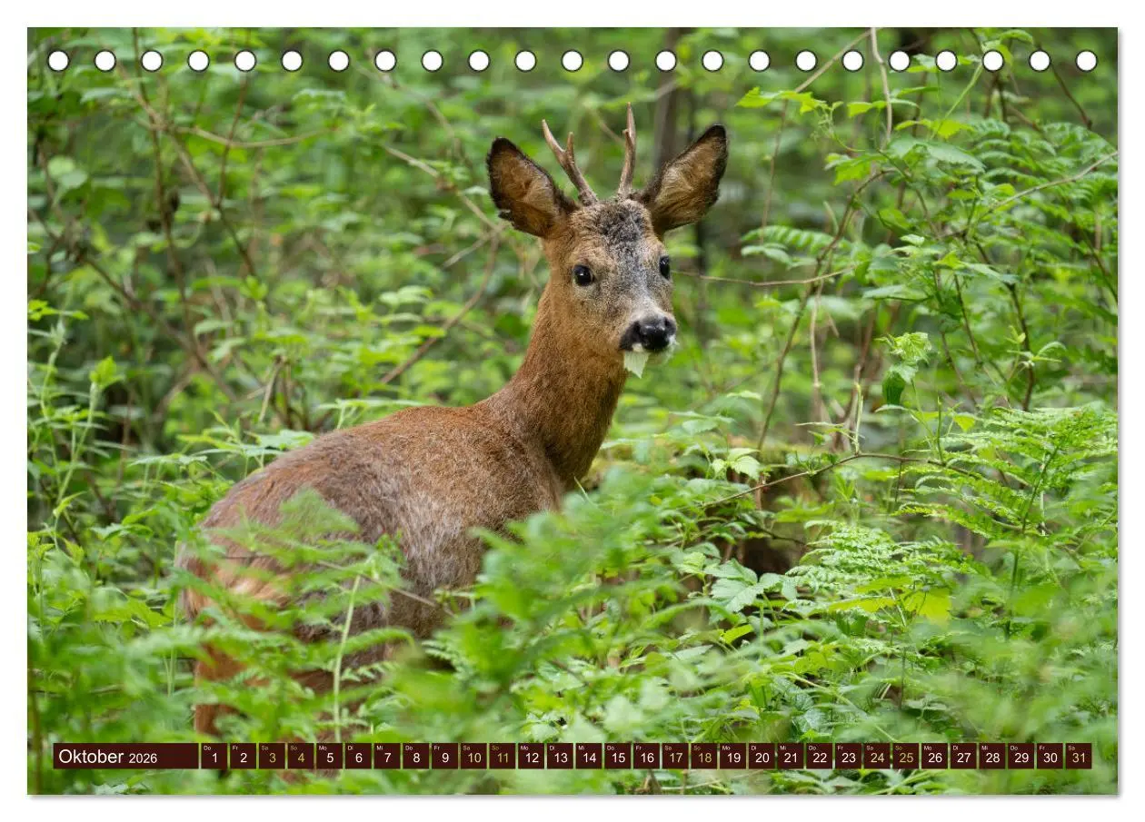 Bild: 9783457366615 | Zauberhafte Wesen - anmutiges Rehwild (Tischkalender 2026 DIN A5...