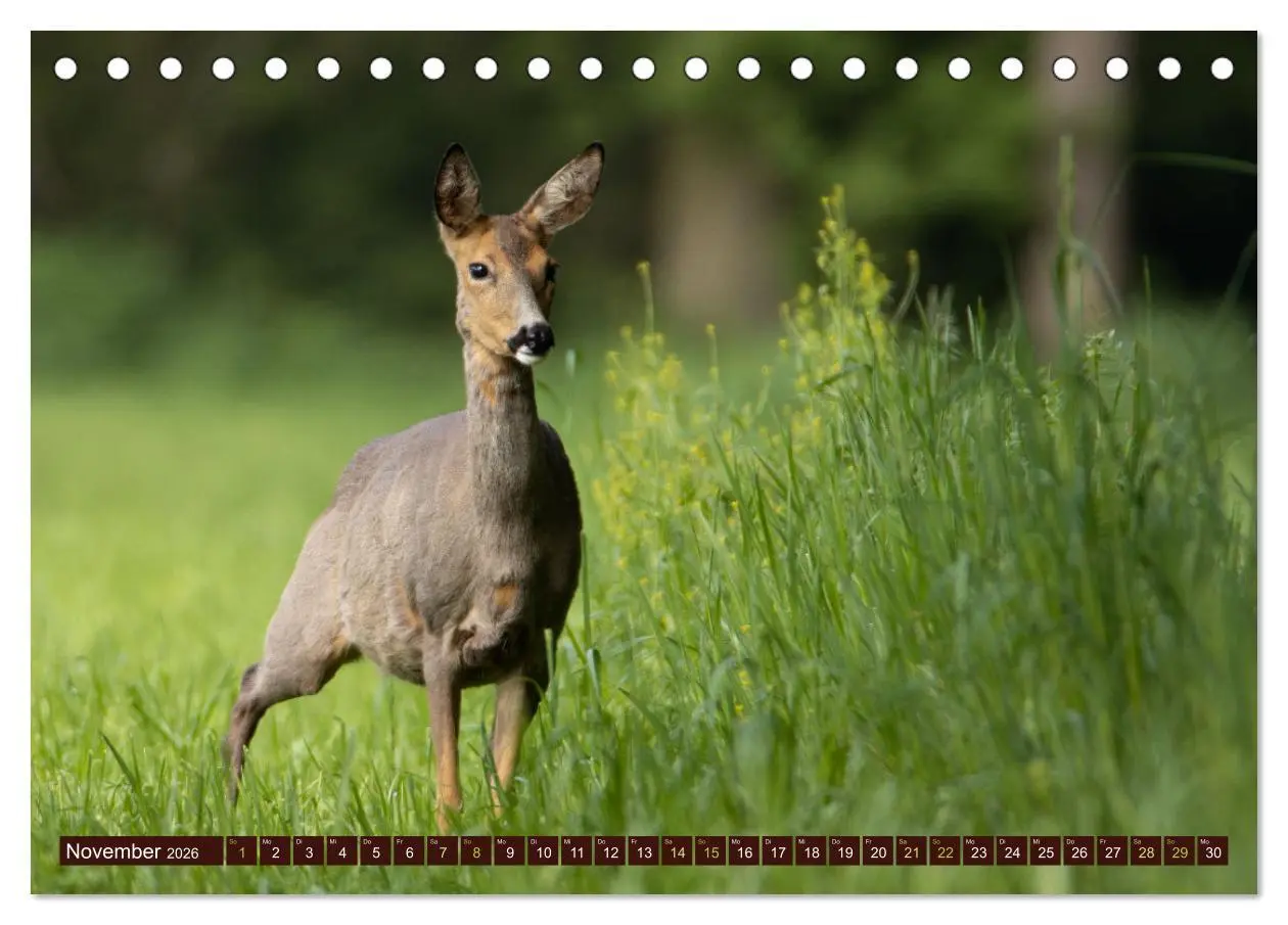 Bild: 9783457366615 | Zauberhafte Wesen - anmutiges Rehwild (Tischkalender 2026 DIN A5...