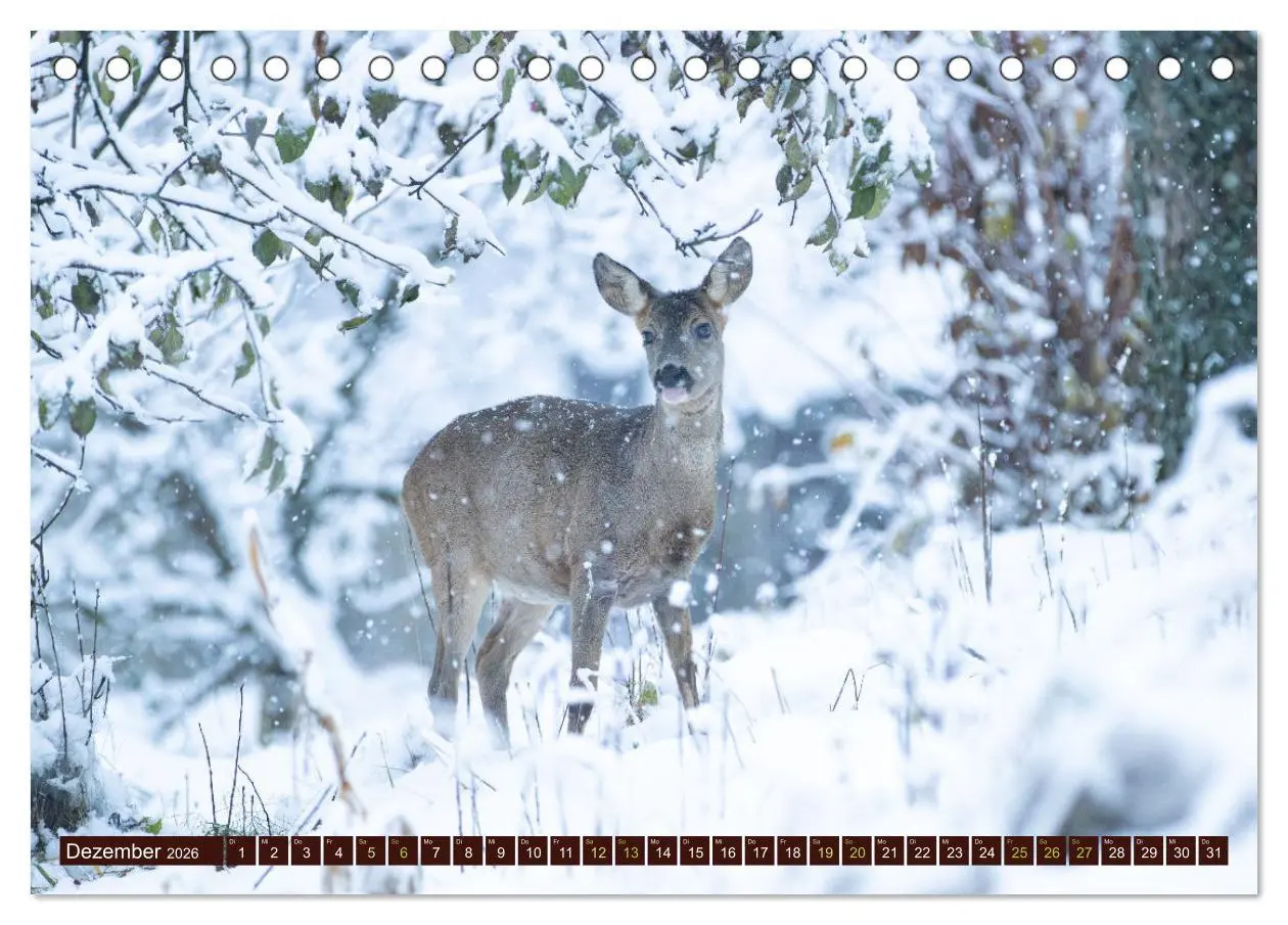 Bild: 9783457366615 | Zauberhafte Wesen - anmutiges Rehwild (Tischkalender 2026 DIN A5...
