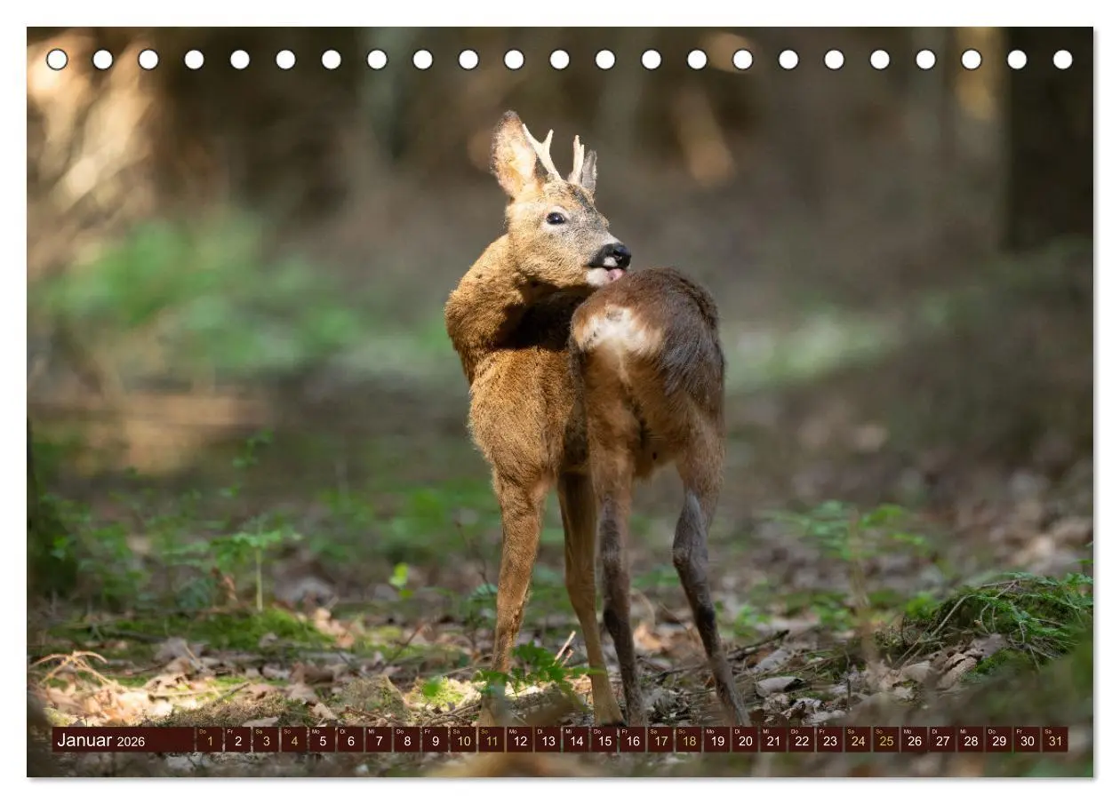 Bild: 9783457366615 | Zauberhafte Wesen - anmutiges Rehwild (Tischkalender 2026 DIN A5...