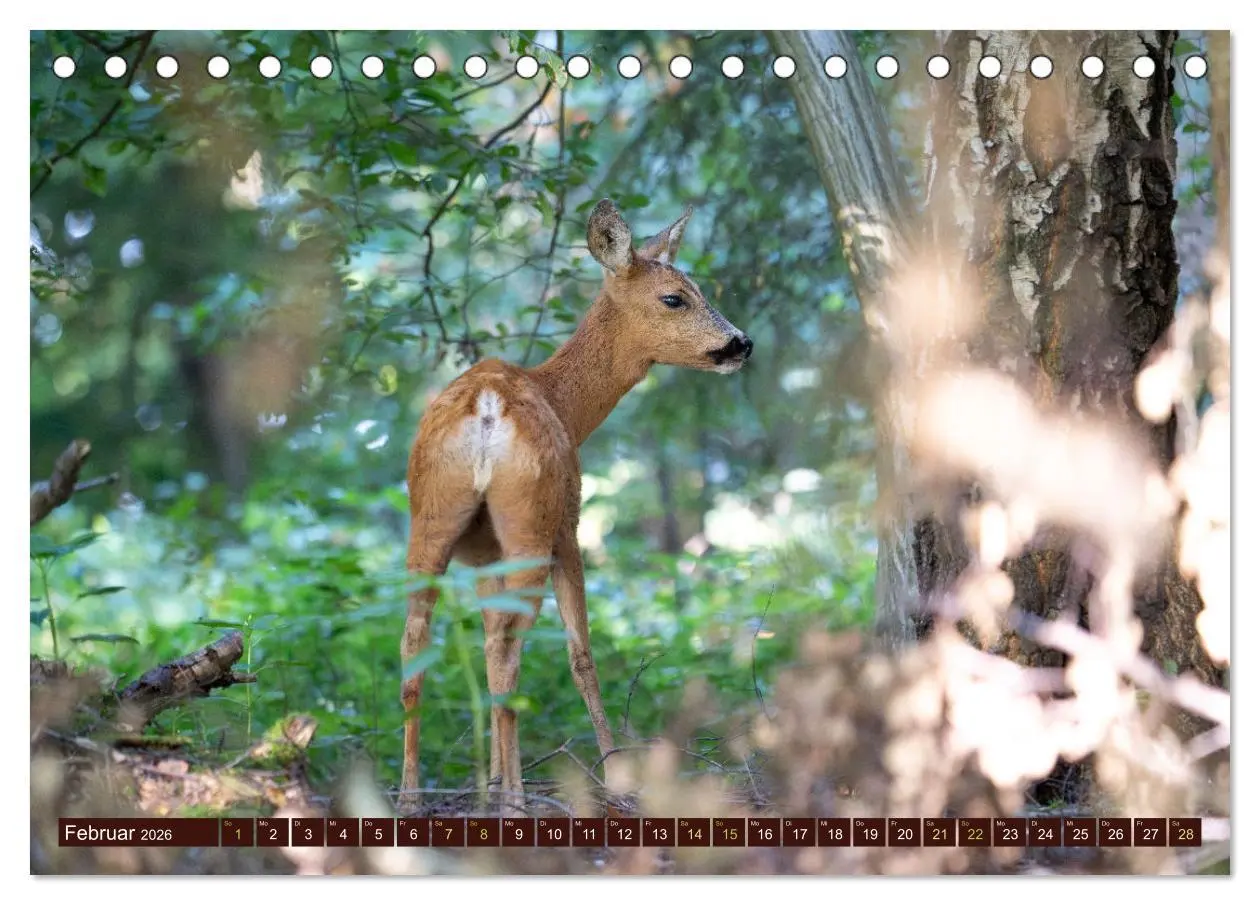 Bild: 9783457366615 | Zauberhafte Wesen - anmutiges Rehwild (Tischkalender 2026 DIN A5...