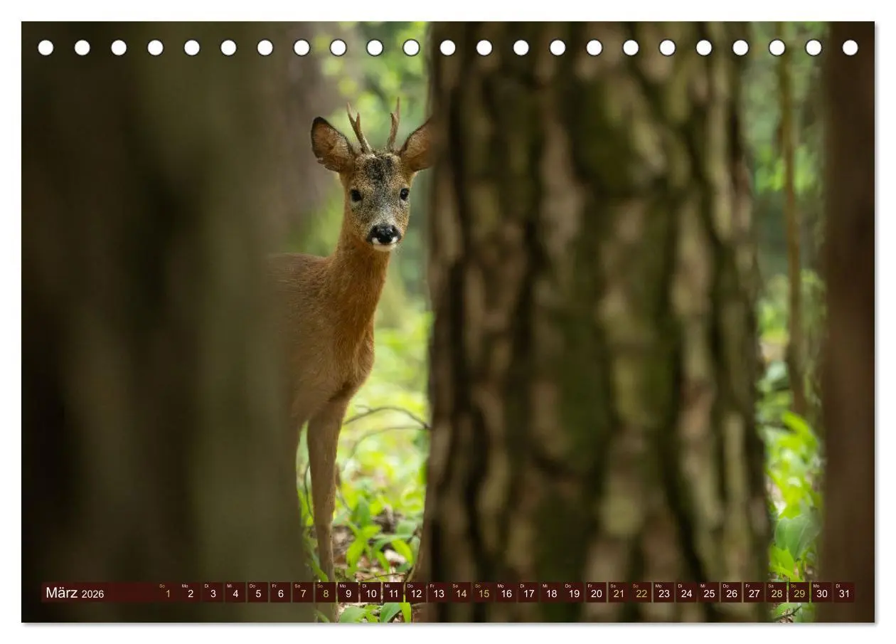 Bild: 9783457366615 | Zauberhafte Wesen - anmutiges Rehwild (Tischkalender 2026 DIN A5...