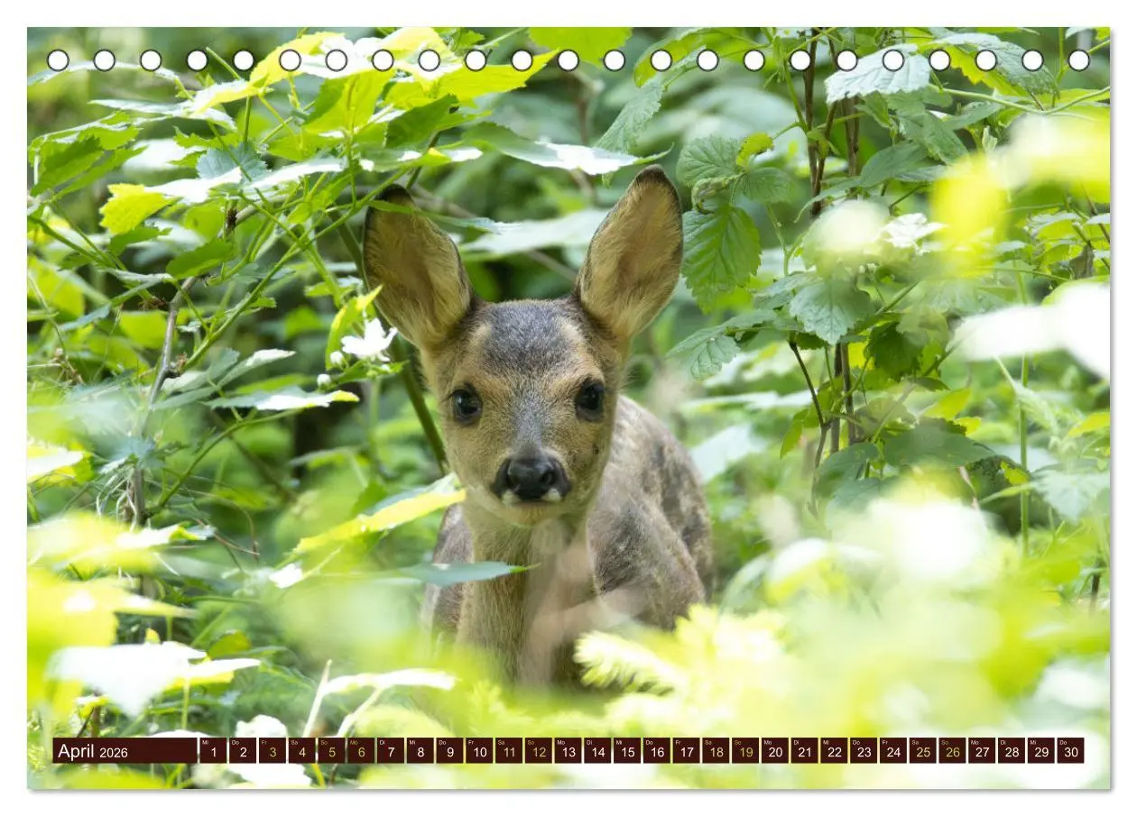 Bild: 9783457366615 | Zauberhafte Wesen - anmutiges Rehwild (Tischkalender 2026 DIN A5...