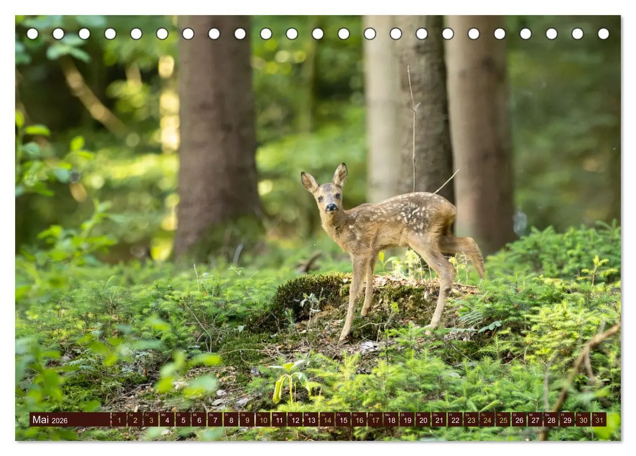 Bild: 9783457366615 | Zauberhafte Wesen - anmutiges Rehwild (Tischkalender 2026 DIN A5...