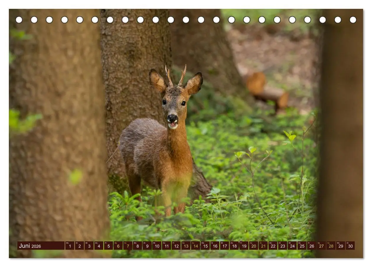 Bild: 9783457366615 | Zauberhafte Wesen - anmutiges Rehwild (Tischkalender 2026 DIN A5...