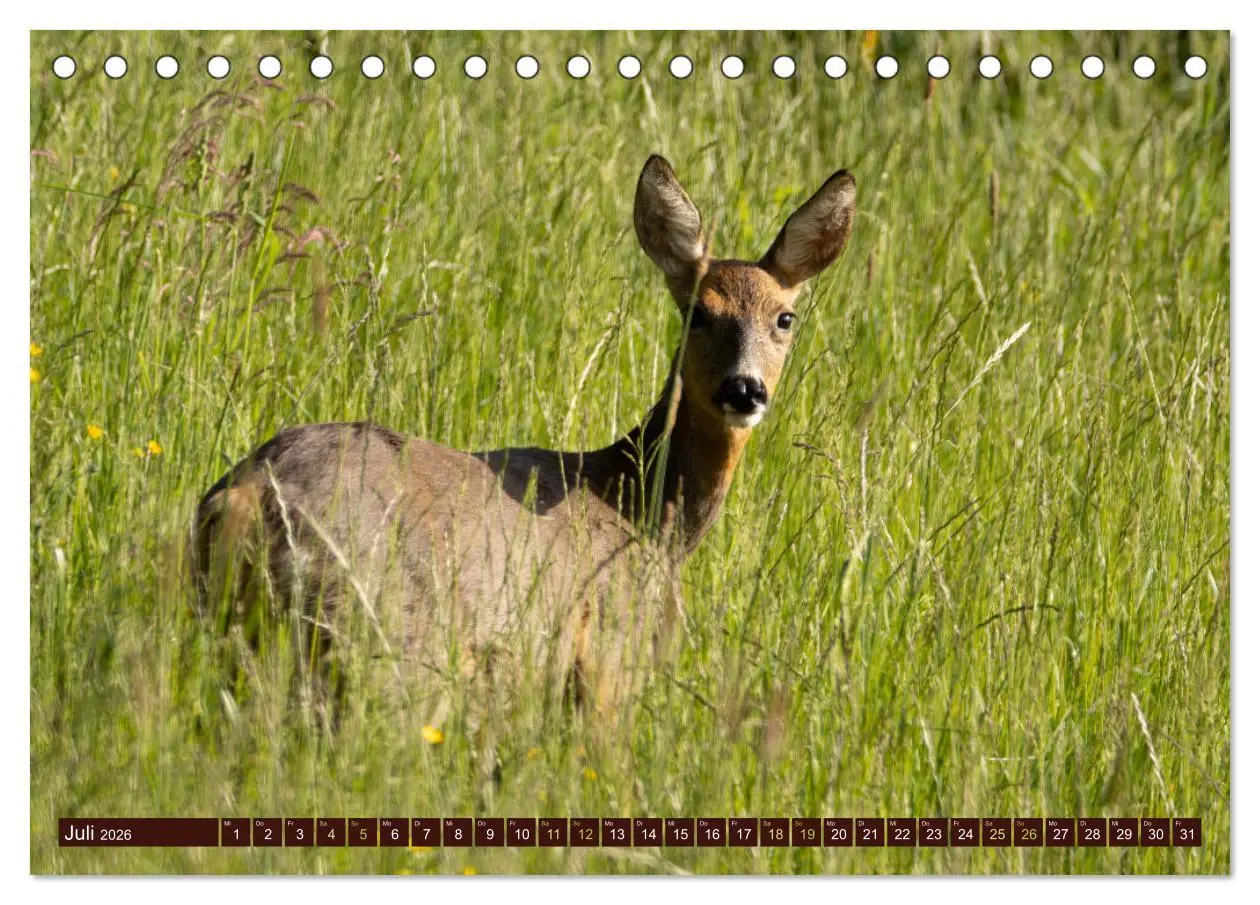 Bild: 9783457366615 | Zauberhafte Wesen - anmutiges Rehwild (Tischkalender 2026 DIN A5...