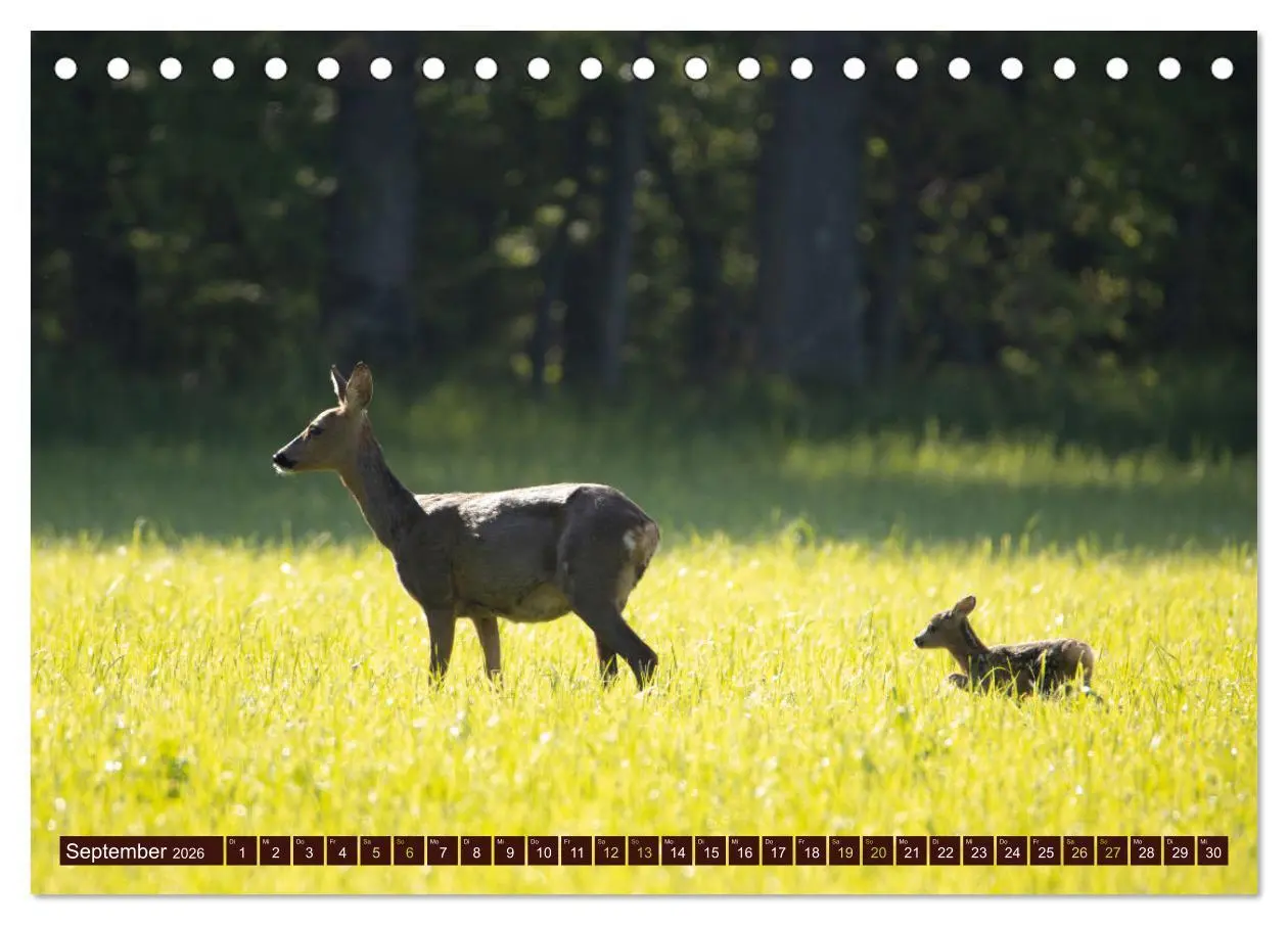 Bild: 9783457366615 | Zauberhafte Wesen - anmutiges Rehwild (Tischkalender 2026 DIN A5...