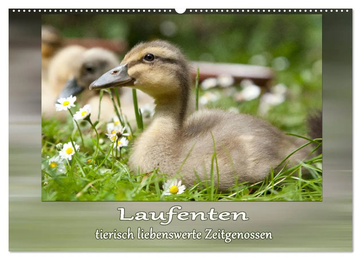 Cover: 9783457816615 | Laufenten - tierisch liebenswerte Zeitgenossen (Wandkalender 2026...