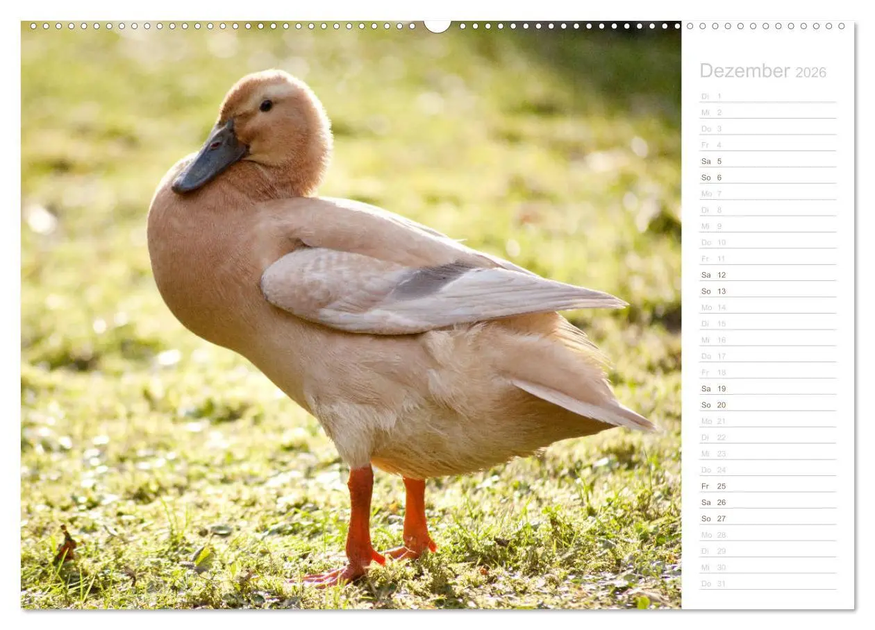 Bild: 9783457816615 | Laufenten - tierisch liebenswerte Zeitgenossen (Wandkalender 2026...