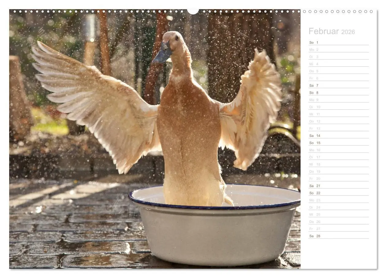 Bild: 9783457816615 | Laufenten - tierisch liebenswerte Zeitgenossen (Wandkalender 2026...