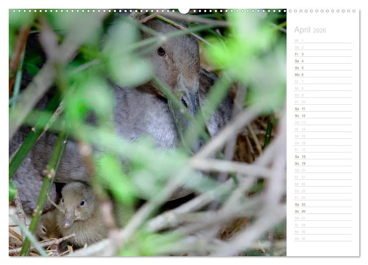 Bild: 9783457816615 | Laufenten - tierisch liebenswerte Zeitgenossen (Wandkalender 2026...