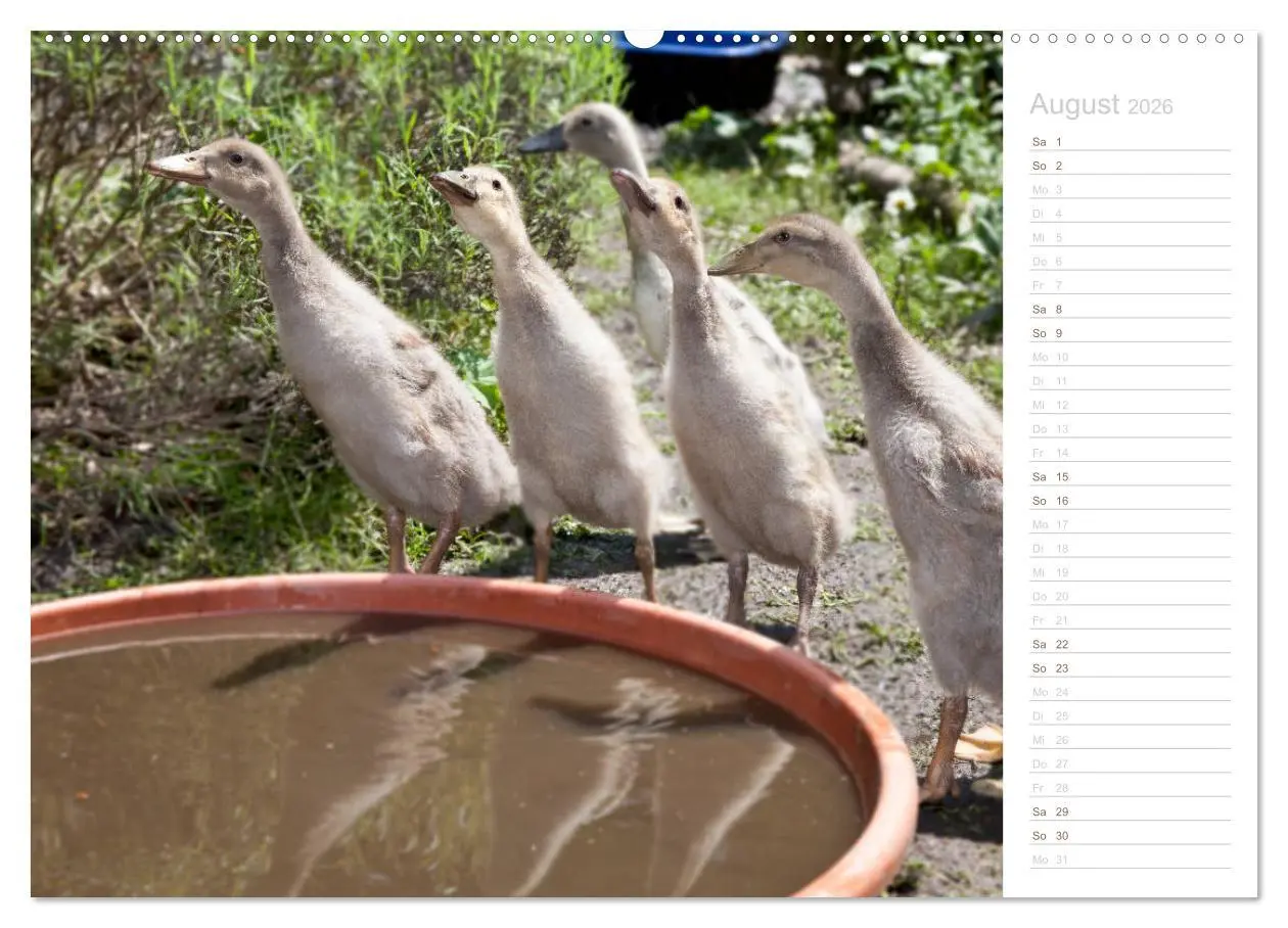 Bild: 9783457816615 | Laufenten - tierisch liebenswerte Zeitgenossen (Wandkalender 2026...