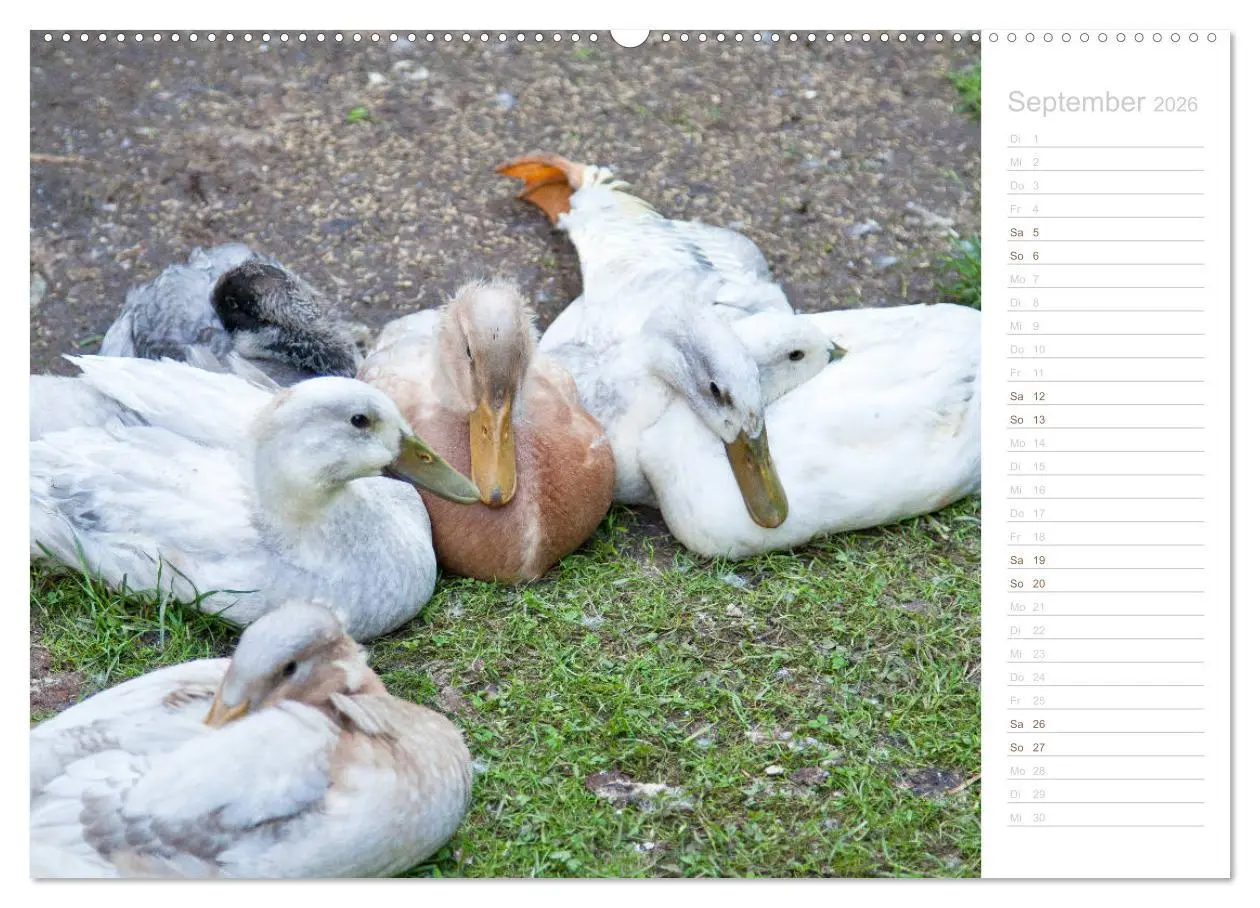 Bild: 9783457816615 | Laufenten - tierisch liebenswerte Zeitgenossen (Wandkalender 2026...