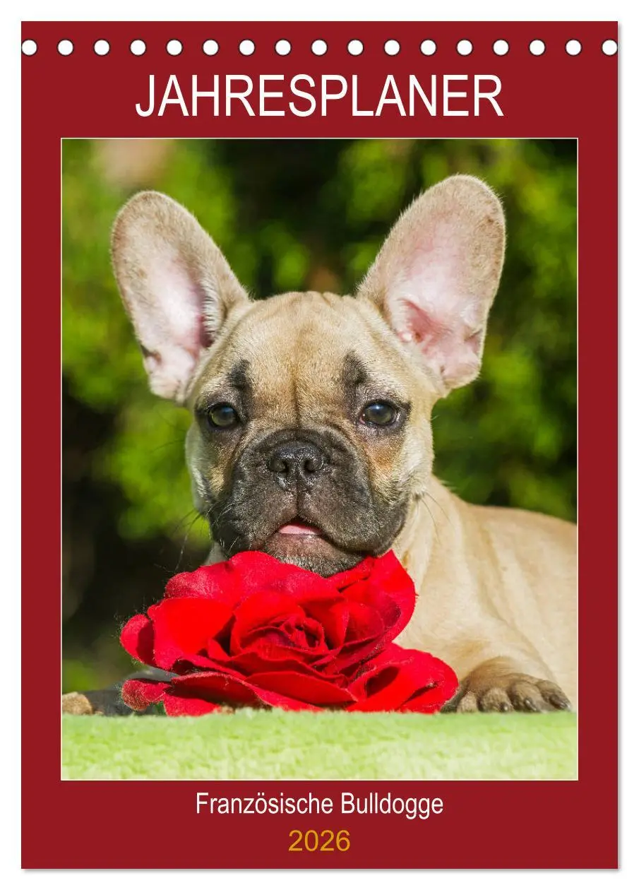 Cover: 9783516386615 | Jahresplaner Französische Bulldogge (Tischkalender 2026 DIN A5...