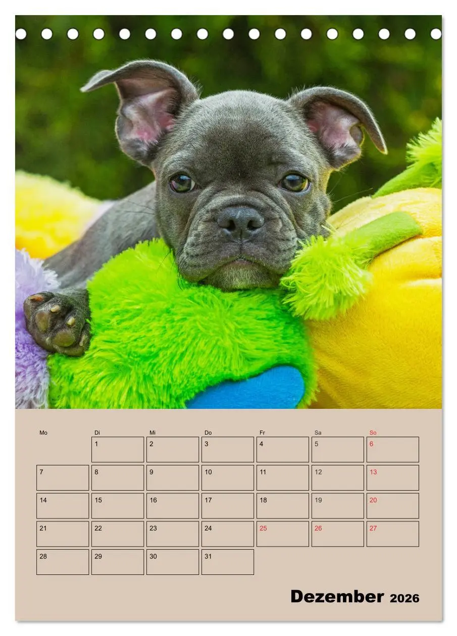 Bild: 9783516386615 | Jahresplaner Französische Bulldogge (Tischkalender 2026 DIN A5...