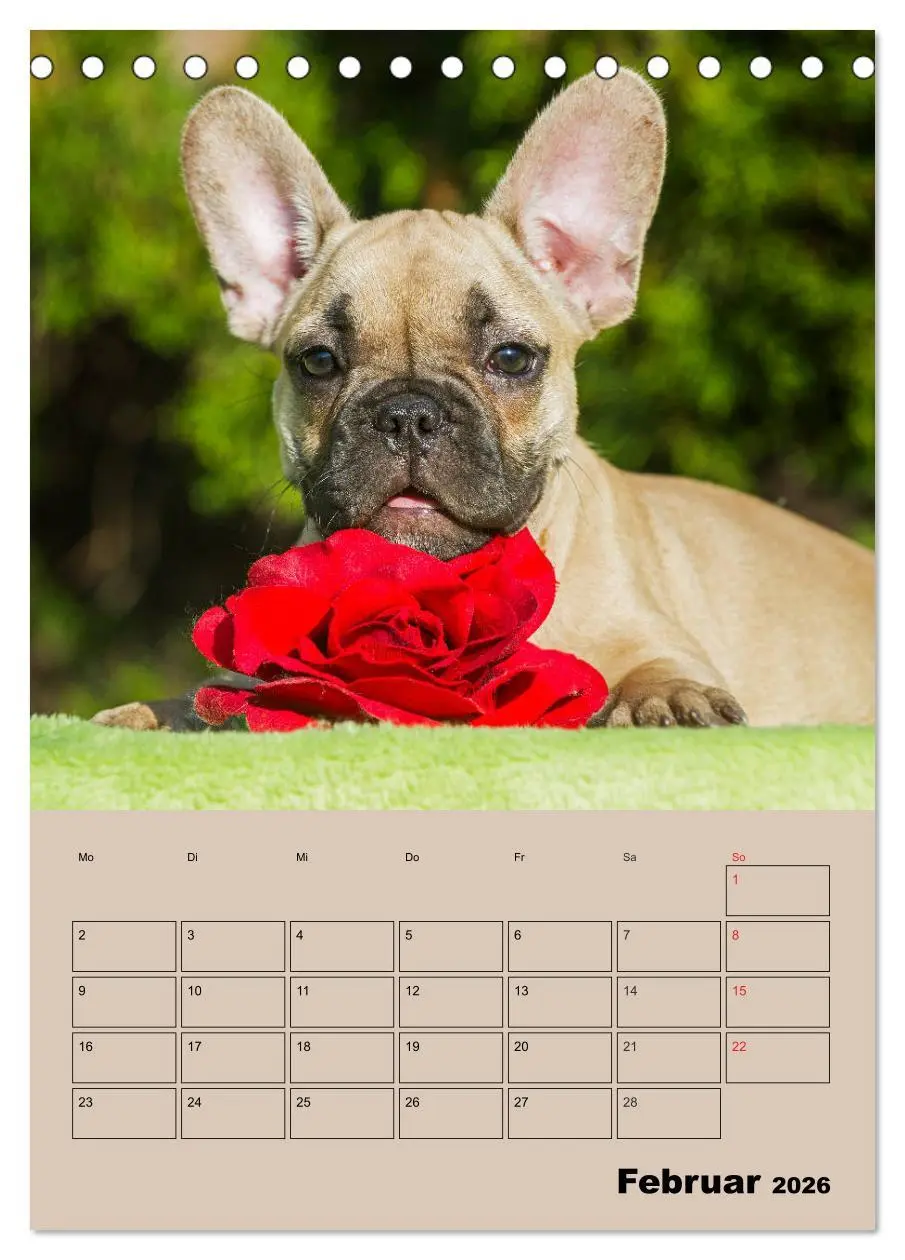 Bild: 9783516386615 | Jahresplaner Französische Bulldogge (Tischkalender 2026 DIN A5...
