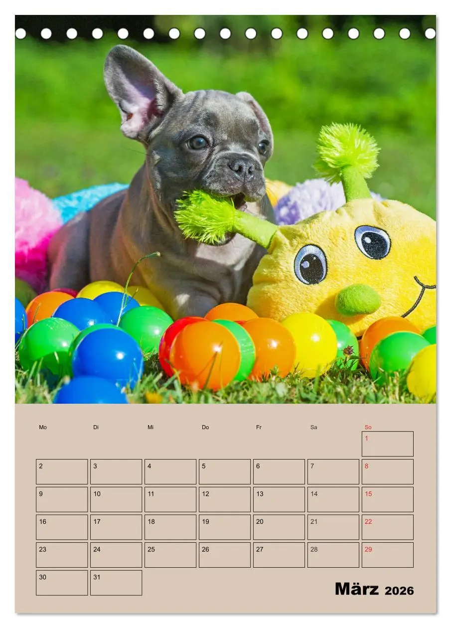 Bild: 9783516386615 | Jahresplaner Französische Bulldogge (Tischkalender 2026 DIN A5...