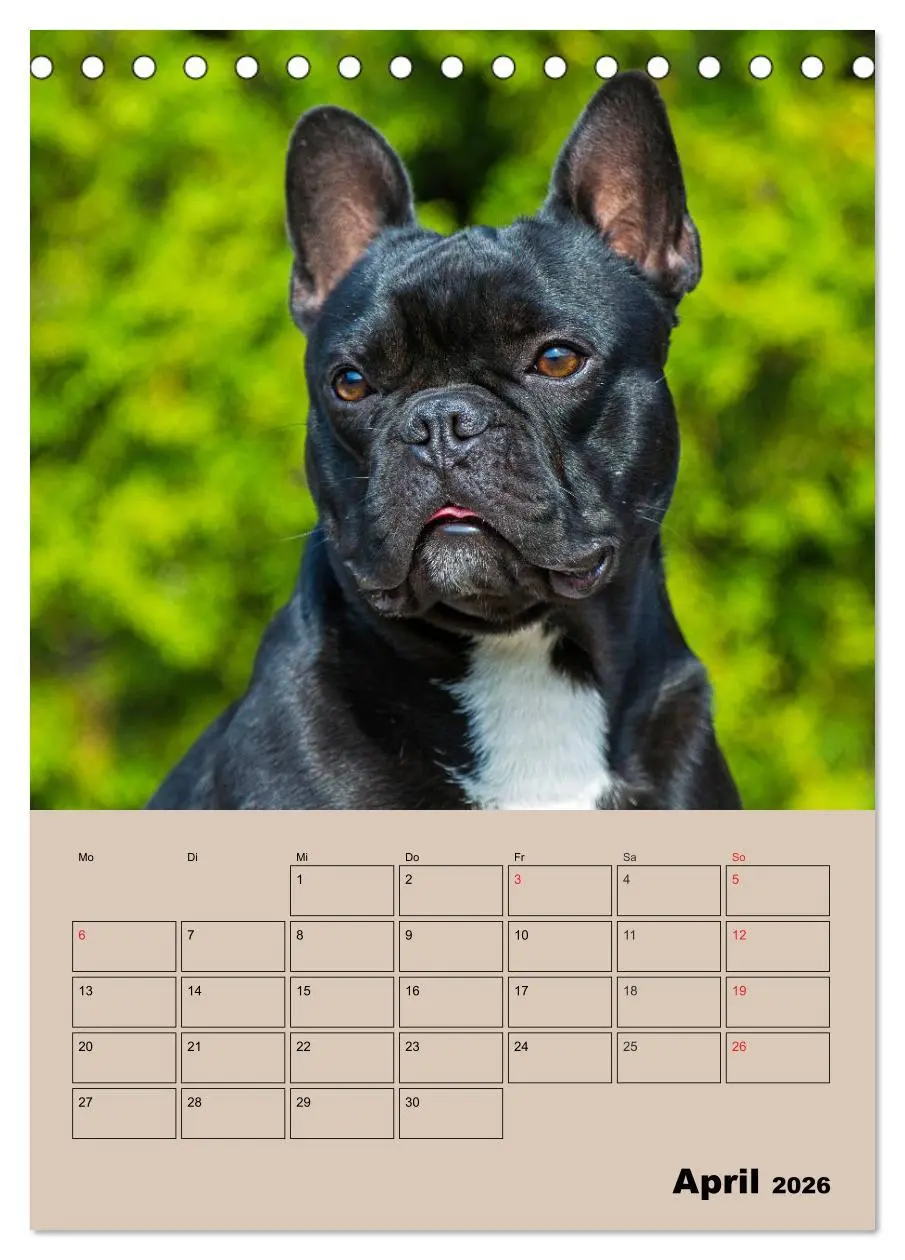 Bild: 9783516386615 | Jahresplaner Französische Bulldogge (Tischkalender 2026 DIN A5...