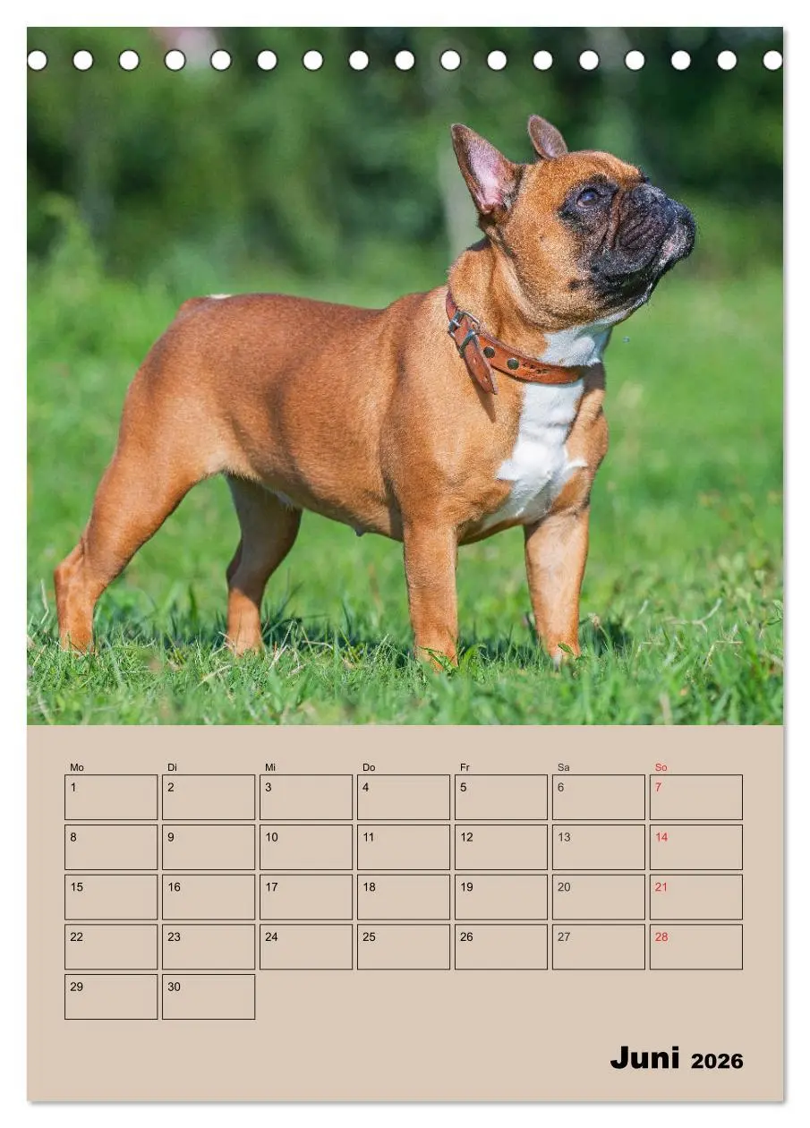 Bild: 9783516386615 | Jahresplaner Französische Bulldogge (Tischkalender 2026 DIN A5...