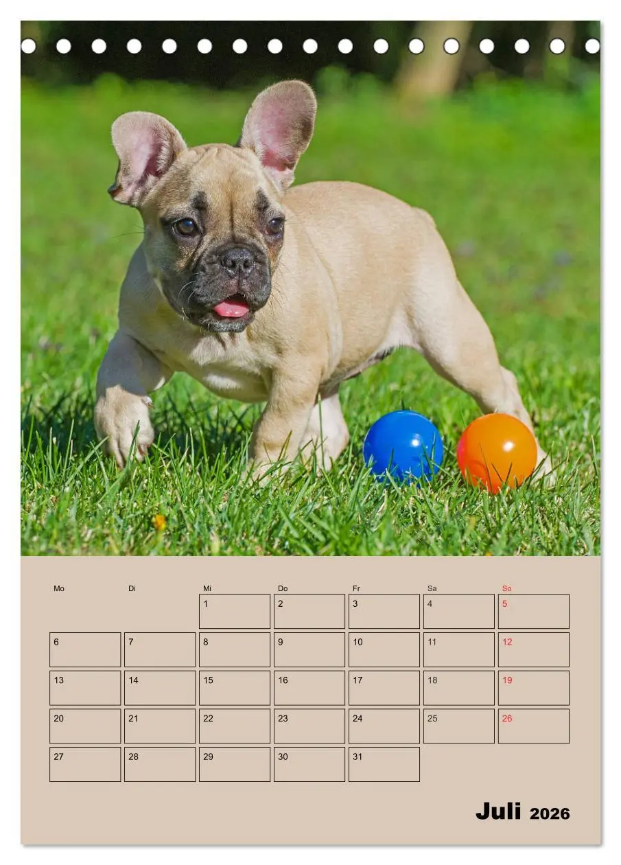 Bild: 9783516386615 | Jahresplaner Französische Bulldogge (Tischkalender 2026 DIN A5...