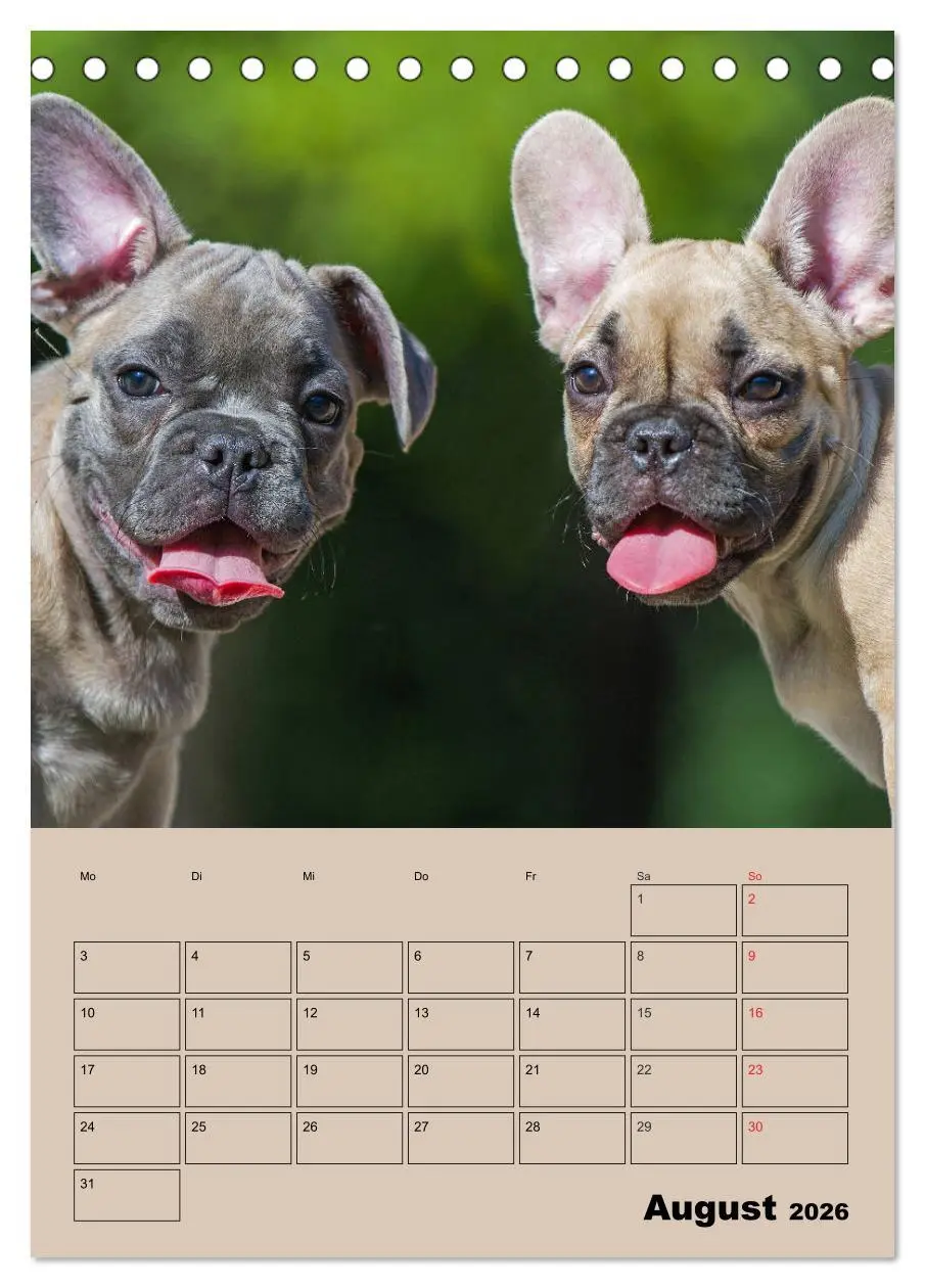 Bild: 9783516386615 | Jahresplaner Französische Bulldogge (Tischkalender 2026 DIN A5...