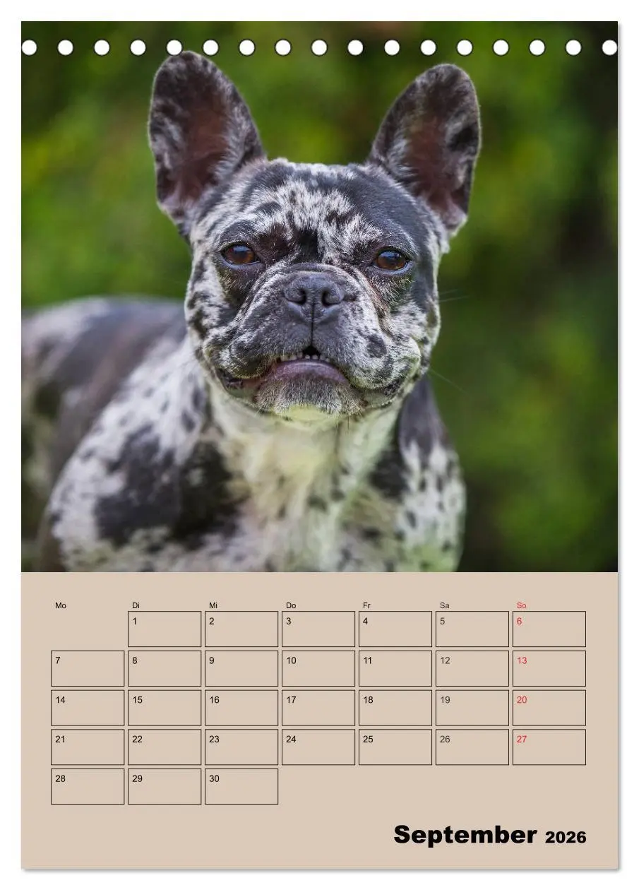 Bild: 9783516386615 | Jahresplaner Französische Bulldogge (Tischkalender 2026 DIN A5...