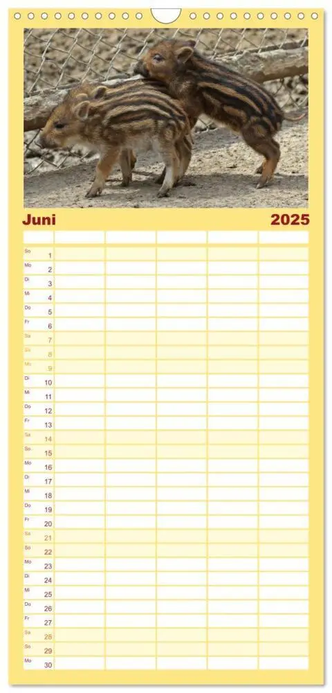 Bild: 9783457116715 | Familienplaner 2025 - Der Schweinekalender mit 5 Spalten...