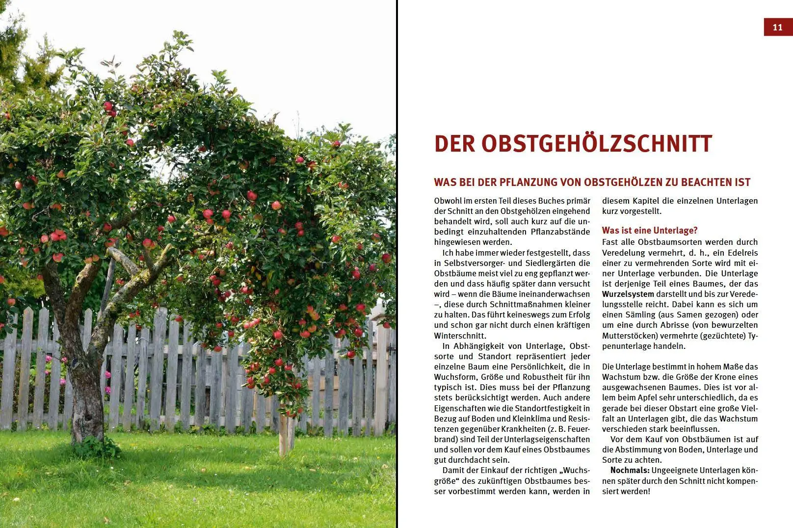 Bild: 9783702016715 | Hecken-, Strauch- und Obstbaumschnitt | Josef Vötsch (u. a.) | Buch