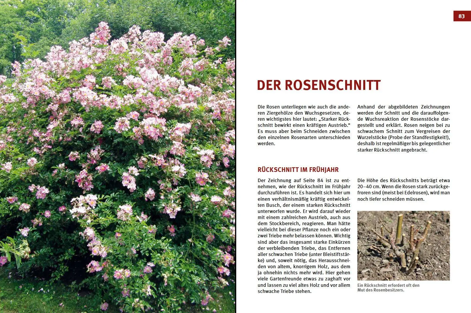 Bild: 9783702016715 | Hecken-, Strauch- und Obstbaumschnitt | Josef Vötsch (u. a.) | Buch