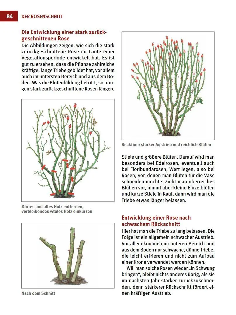 Bild: 9783702016715 | Hecken-, Strauch- und Obstbaumschnitt | Josef Vötsch (u. a.) | Buch