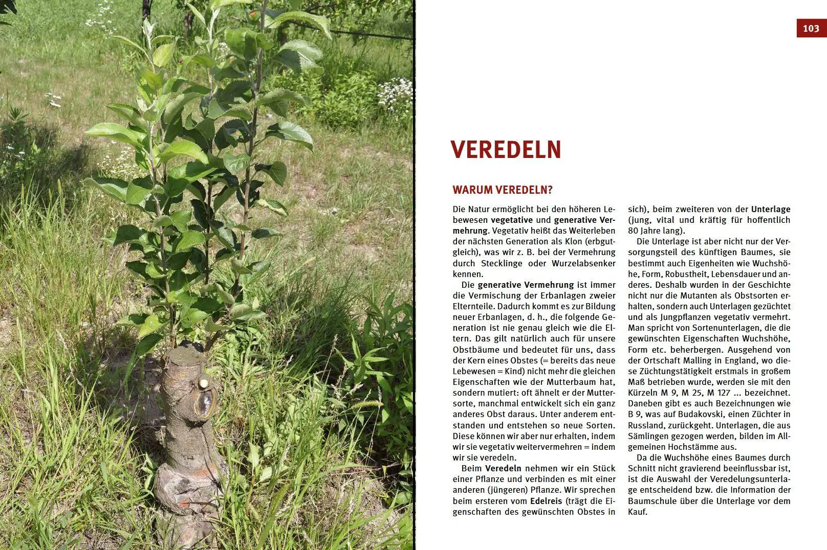 Bild: 9783702016715 | Hecken-, Strauch- und Obstbaumschnitt | Josef Vötsch (u. a.) | Buch