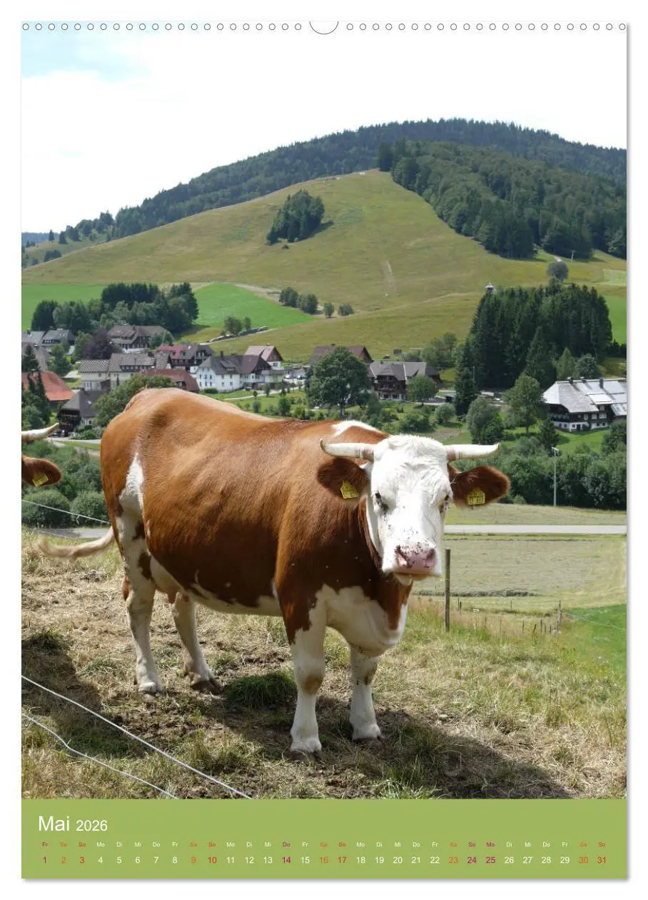 Bild: 9783516436815 | Schwarzwald und Kühe im Hochformat (hochwertiger Premium...